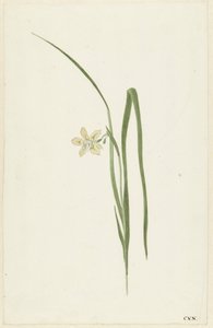Iris by Cornelis van Noorde