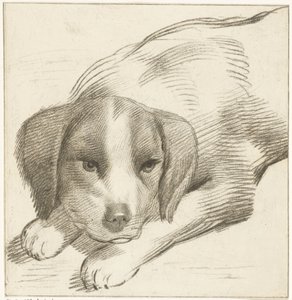 Lying Dog