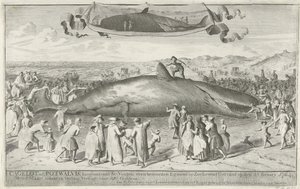 Sperm Whale Stranded at Egmond aan Zee, 1764 by Cornelis van Noorde