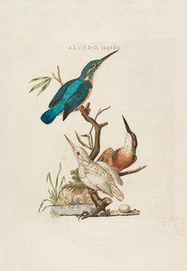 Nederlandsche Vogelen: Volgens Hunne Huishouding, Aert, en Eigenschappen by Cornelius Nozeman