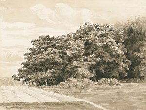 Wrottesley Hall - The Shrubbery, 1820