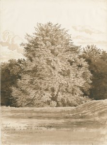 Wrottesley Hall - The Shrubbery by Cornelius Varley