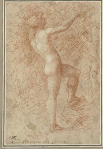 Adam Picking the Apple from the Tree by Correggio