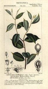 Agarwood, Critically endangered by Corsi Corsi