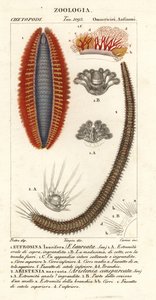 Bristle Worms or Sea Mice by Corsi Corsi