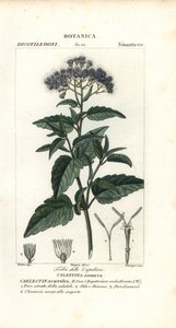 Butterfly Mist, Ageratum corymbosum by Corsi Corsi