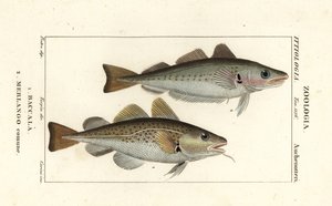 Cod fish and whiting
