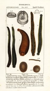 Common black leech by Corsi Corsi