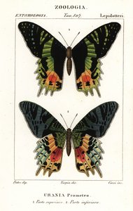 East African sunset moth by Corsi Corsi
