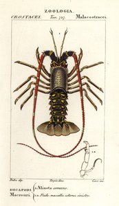 European Spiny Lobster, Palinurus Elephas by Corsi Corsi