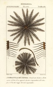 Feather Star Crinoid by Corsi Corsi