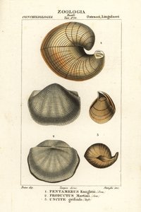 Fossils of extinct lamp shells by Corsi Corsi