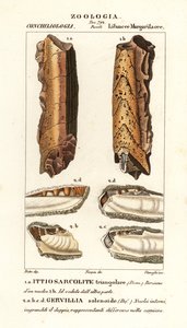 Fossils of extinct molluscs by Corsi Corsi