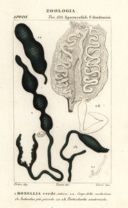Green spoonworm by Corsi Corsi