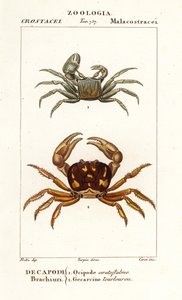 Horned Ghost Crab and Zombie Crab