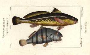 Karut croaker and black drum