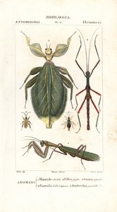 Mantis, Leaf Insect, Stick Insect, etc.