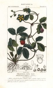 Mock Strawberry