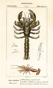 Mud lobster and mud shrimp by Corsi Corsi