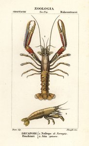 Norway lobster and shrimp by Corsi Corsi