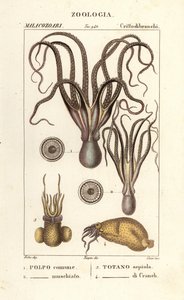 Octopus and Squid Species