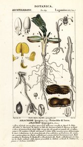 Peanut or Groundnut, Arachis hypogaea by Corsi Corsi