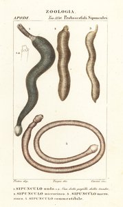 Peanut worms, Sipunculus nudus, Siphonosoma cumanense, etc.