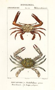 Periscope Crab and Flower Crab