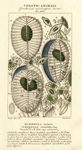 Plankton, Surirella striatula, Surirella striata by Corsi Corsi