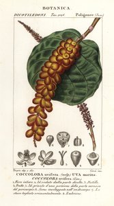 Seagrape or baygrape, Coccoloba uvifera by Corsi Corsi