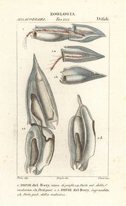 Siphonophores, Diphyes dispar, Diphyes boryi