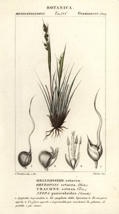 Speargrass, Piptochaetium panicoides