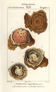 Spherulites agariciformis by Corsi Corsi