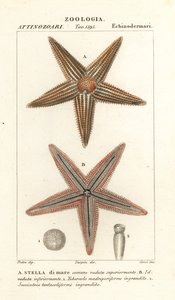Starfish or sea star, Asterias rubens by Corsi Corsi
