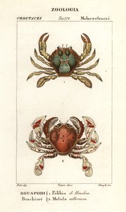 Swimming Crab and Moon Crab