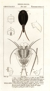 Tadpole Shrimps