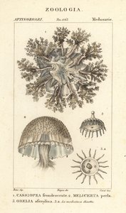 Upside-down jellyfish, Cassiopea frondosa, Melicertum species, and obelia polyp by Corsi Corsi