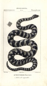 Wart Snake or Little Filesnake