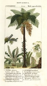 West Indian treefern, Cyathea arborea, vine fern, Microgramma piloselloides, graceful fern, Niphidium crassifolium, coarse tassel fern, Huperzia phlegmaria, staghorn clubmoss, Lycopodiella cernua, water horsetail