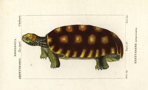 Yellow-footed tortoise or Brazilian giant tortoise by Corsi Corsi
