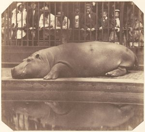 The Hippopotamus at the Zoological Gardens, Regent