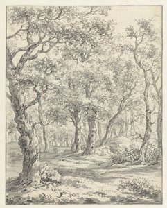 Forest Landscape