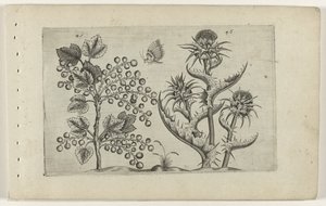Currant and Milk Thistle by Crispijn van de Passe (I) (attributed to)