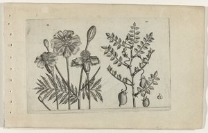 Marigold and Chickpea by Crispijn van de Passe (I) (attributed to)