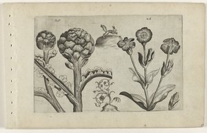 Artichoke and Prickly Thistle by Crispijn van de Passe (I) (attributed to)