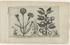 Corn Cockle and Sour Cherry