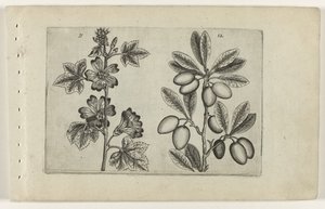 Great Mallow and Olive Tree (Cognoscite lilia) by Crispijn van de Passe (I) (attributed to)
