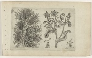 Pine Grove and Borage (Cognoscite lilia series) by Crispijn van de Passe (I) (attributed to)