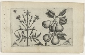 Jasmine and Pear (Cognoscite Lilia series) by Crispijn van de Passe (I) (attributed to)