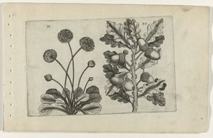 Daisy and Summer Oak, from the series Cognoscite Lilia by Crispijn van de Passe (I) (attributed to)